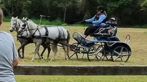 two white horses and a rider in a carriage surrounded by trees and green grass